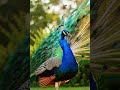 Peacock with blue green and bronze feathers struts proudly