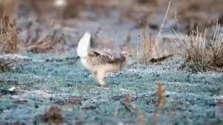 Amazing Tikling Bird Dance. Unexplainable Dance