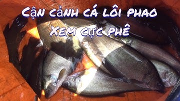 Chuyến Đi Câu Cá Thác Lác Mùa Dịch Cực Phê | 🐟 CÁ ĂN GIỰT BẮN CẢ CẦN 🐟 | GÒ CÔNG TV