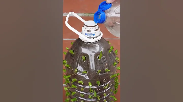 How to use beverage bottles to grow water spinach? The method is very simple # 三农 # Water spinach