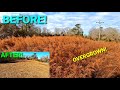 Transforming An Overgrown Field With The Bushhog!