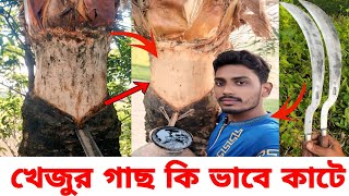 খজর গছ কভব কট খজর গছ কটর পদধত খজর গছ কটর নযম Khejur Gach Kach Katar Niyom