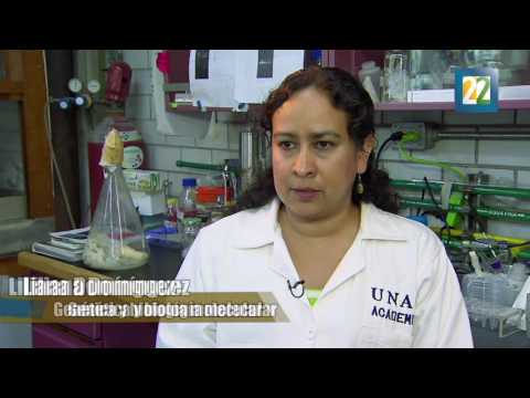 La UNAM descubre hongos que se comen el poliuretano