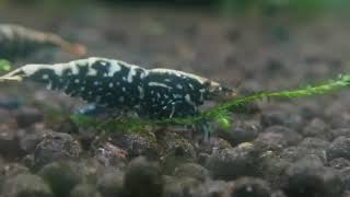 Tép Gì Đây Cả Nhà