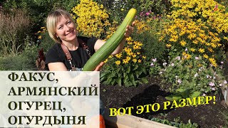 ФАКУС, армянский огурец, дыня серебристая, змеевидная, огурдыня... Моё мнение и дегустация с семьей