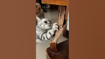 Cat Scratching Problems SOLVED in 3 DAYS