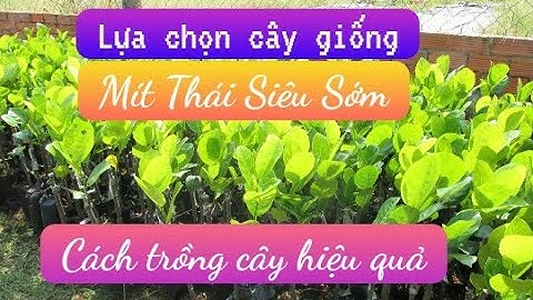 Cách Lựa Chọn Cây Giống Mít Thái Siêu Sớm Đạt Chuẩn | Kinh Nghiệm Trồng Cây Hiệu Quả | AHuy Vlogs