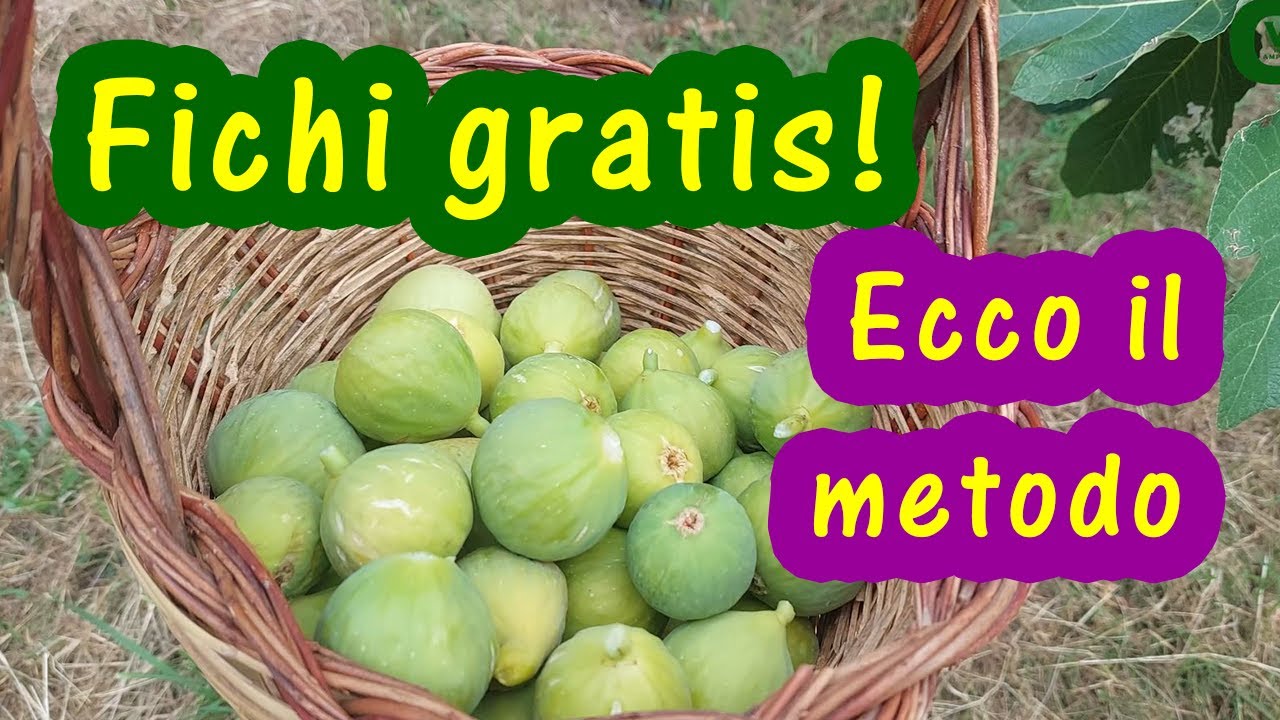 Dal pollone al fico: una nuova pianta in poche settimane. Piantine di fichi con polloni