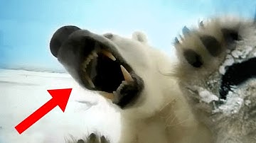 Most FEARLESS Animals In The World!