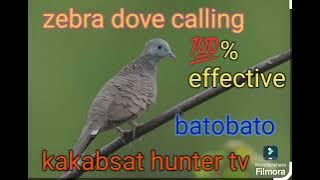 zebra dove calling sound 💯% effective, huni ng batobato