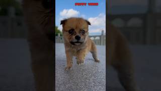 Mai To Bahut Cute Hu || New Puppy Cute Video #puppy #funny #viral #cute