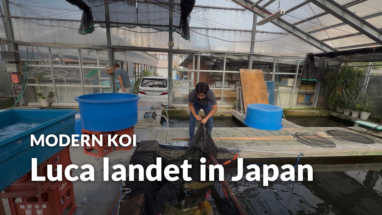 Konishi Live: Fotoshooting im Glashaus vor der Ikeage | Modern Koi Blog #8415