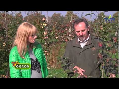 Wideo: Szczepienie Upraw Owocowych - Popularne Technologie