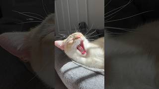 Cute cat sunbathing π #cats #catvideos #cutecats
