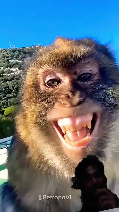 kera nakal dikerjain #monkey #funny #animals #cute