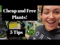 5 or less l how to get cheap and free plants on a budget l  bonus tip