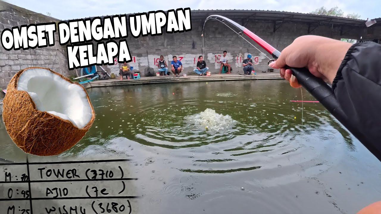 Ngabuburit Mancing Bawal Pakai Umpan Kelapa, Dapat Juara Ikan Terbanyak / Omset