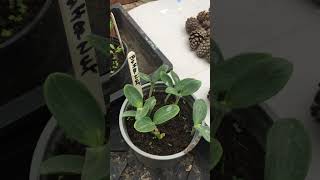 Home grown Spring seedlings for the new season