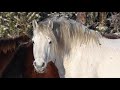 Wild Horse Boxing Day in Alberta 2018