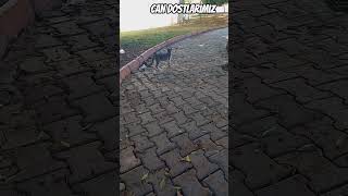 nankör degıller.asla