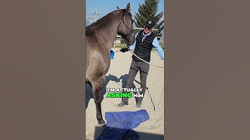 Horse Training: Building Confidence Through Environmental Engagement