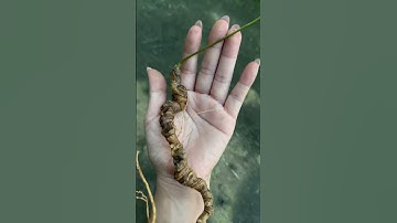 40gr cặp sâm ngọc linh rừng kontum ghép vô 1 cặp cực đẹp,nhỏ xinh rất nhiều mắt. #sâm_ngọc_linh_rừng