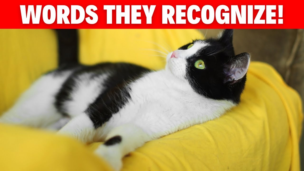 Talking With Cats The Human Words They Recognize! catbreed catlovers cat catvideos pets
