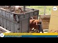 Asi se inicia la industria carnicera en la plaza pecuaria más grande del Perú