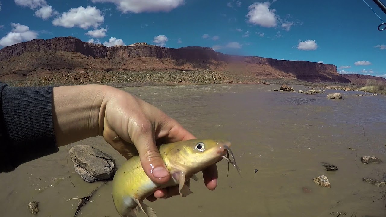 Fishing Colorado River and Kens Lake Moab Utah YouTube