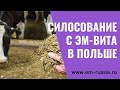 Опыт применения ЭМ для силосования в Польше