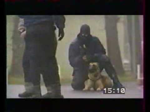 Tactical K-9 Police dogs in action