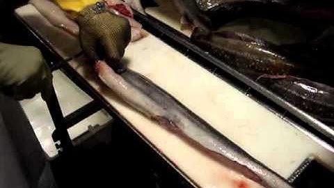 Filleting Rig - by Dean Grooby Knifetechnz Ltd