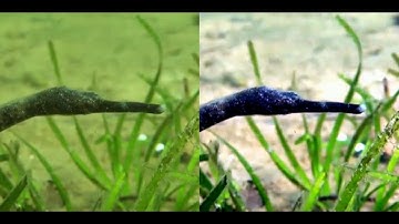 Underwater Video Enhancement