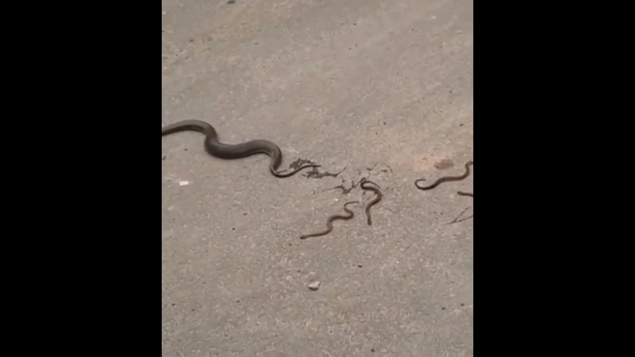 Shocking!snake giving birth not to eggs