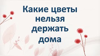 Какие цветы нельзя держать дома. Приметы и суеверия.     4