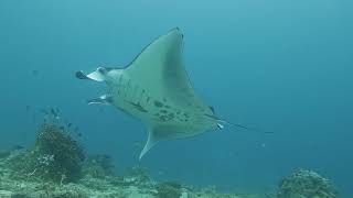 Raja Ampat Scuba Diving -  Misool and Dampier