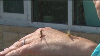 Mayflies on the move: They may seem pesky but they have an important role in the health of Lake Erie