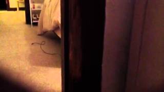 Asshole cats 2