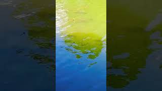 Seven Lake Carp Trails