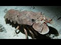 Facts: The Slipper Lobster