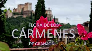 Flora de los Cármenes de Granada. Jardín Interior
