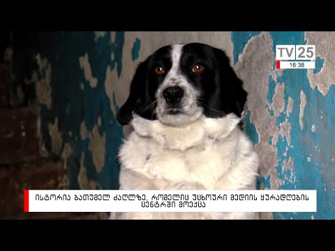 ისტორია ბათუმელ ძაღლზე, რომელიც უცხოური მედიის ყურადღების ცენტრში მოექცა