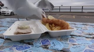 Möwen Anstarren Wie Man Die Fiesen Strandräuber In Schach Halten Kann
