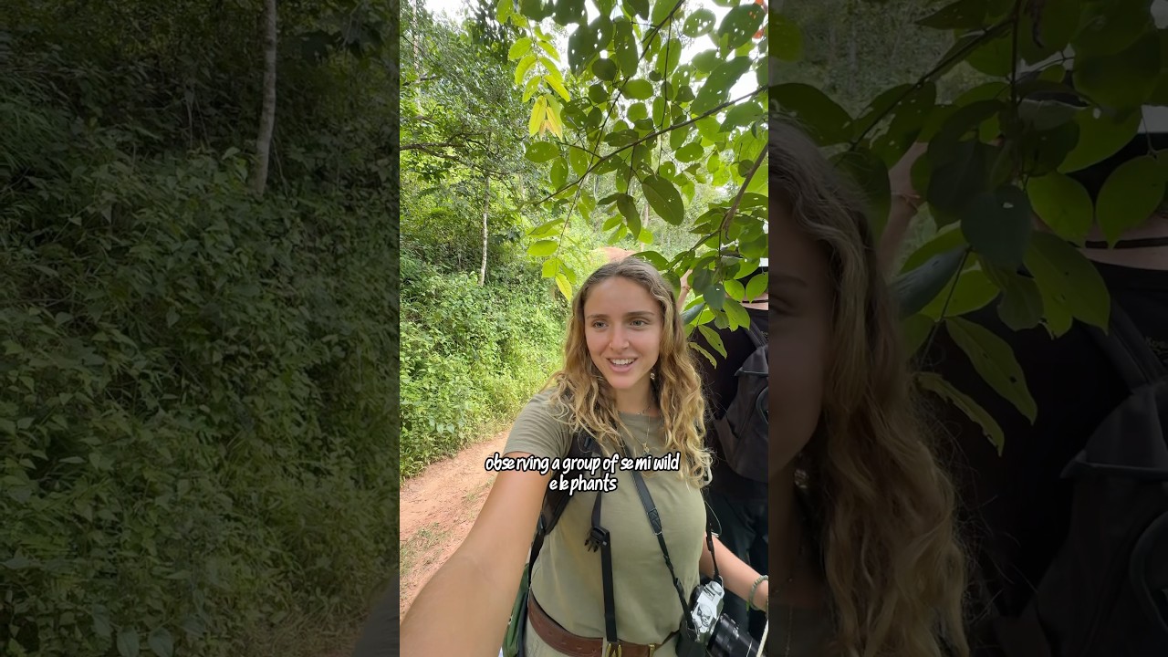 Elephants deserve to be free in the wild ✨ 