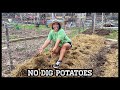 No dig potato bed  ruth stout and charles dowding methods experiment  plant with me