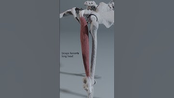 biceps femoris long head #bicepsfemoris #hamstrings #anatomy #biomechanics