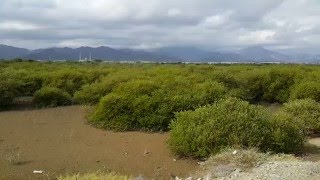 Mangroves at Khor Kalba UAE 02.01.2016