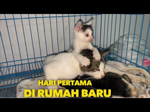Video: Hari-hari Pertama Anak Kucing Di Rumah Baru