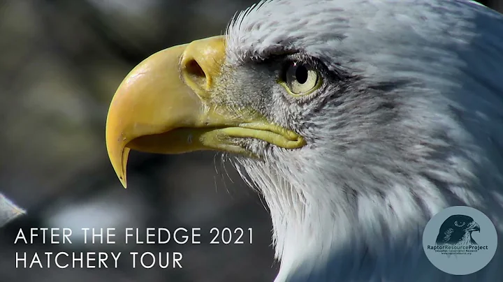 After The Fledge 2021: Hatchery Tour