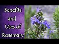 Rosemary Benefits and Uses